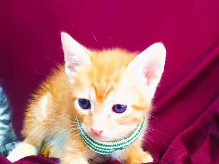 Gato raça Sem raça definida idade Abaixo de 2 meses nome Sem nome