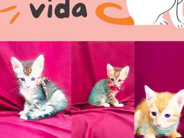 Gato raça Sem raça definida idade Abaixo de 2 meses nome Sem nome
