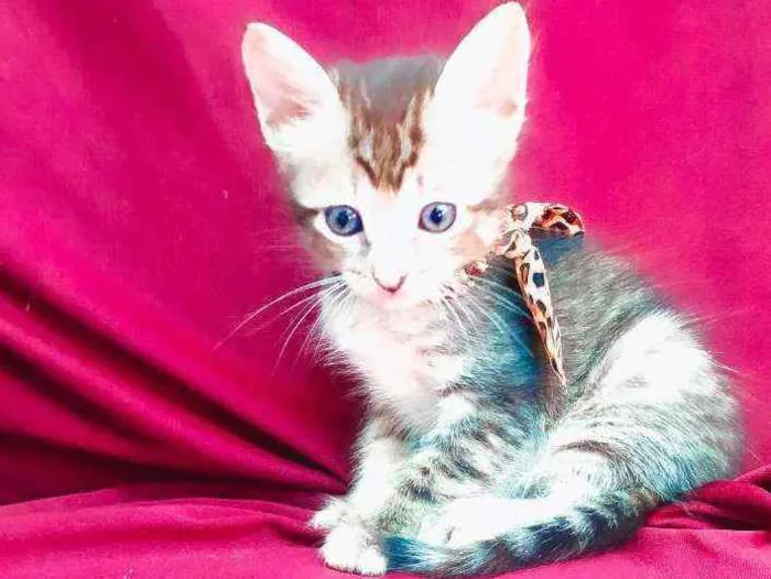 Gato raça Sem raça definida idade Abaixo de 2 meses nome Sem nome