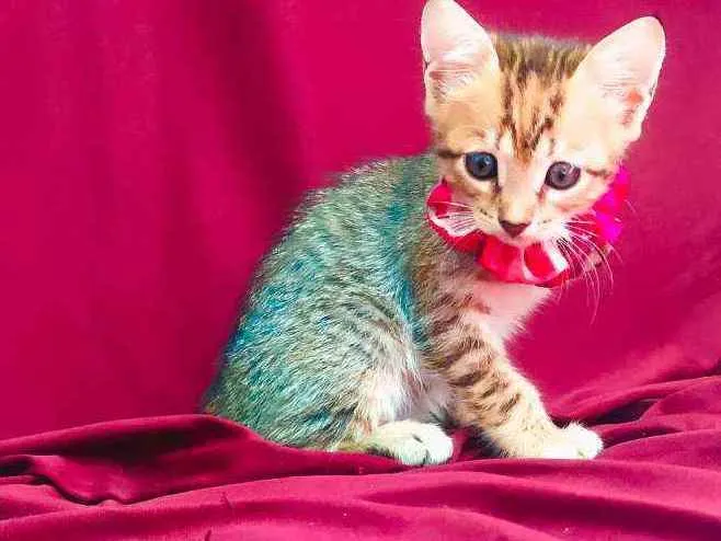 Gato raça Sem raça definida idade Abaixo de 2 meses nome Sem nome
