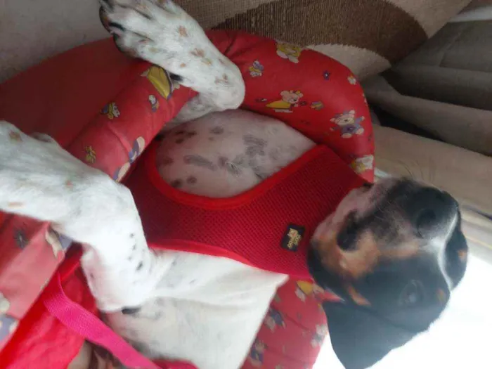 Cachorro ra a Srd idade 1 ano nome Paty
