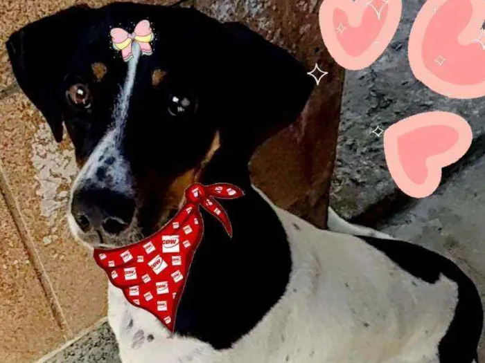 Cachorro ra a Srd idade 1 ano nome Paty