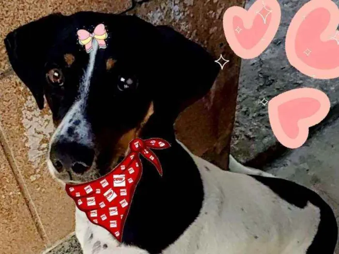 Cachorro ra a Srd idade 1 ano nome Paty