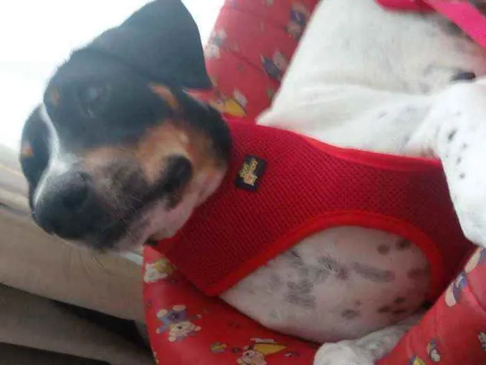 Cachorro ra a Srd idade 1 ano nome Paty