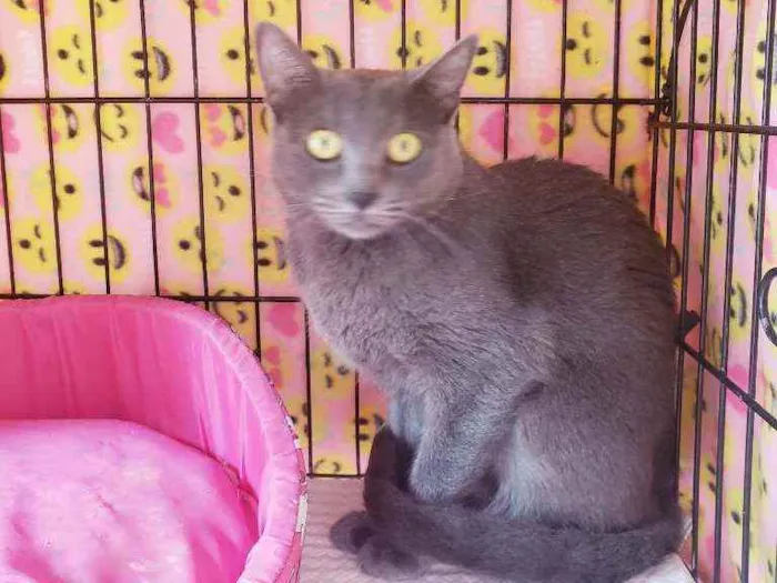 Gato raça Srd  idade 1 ano nome Sabrina