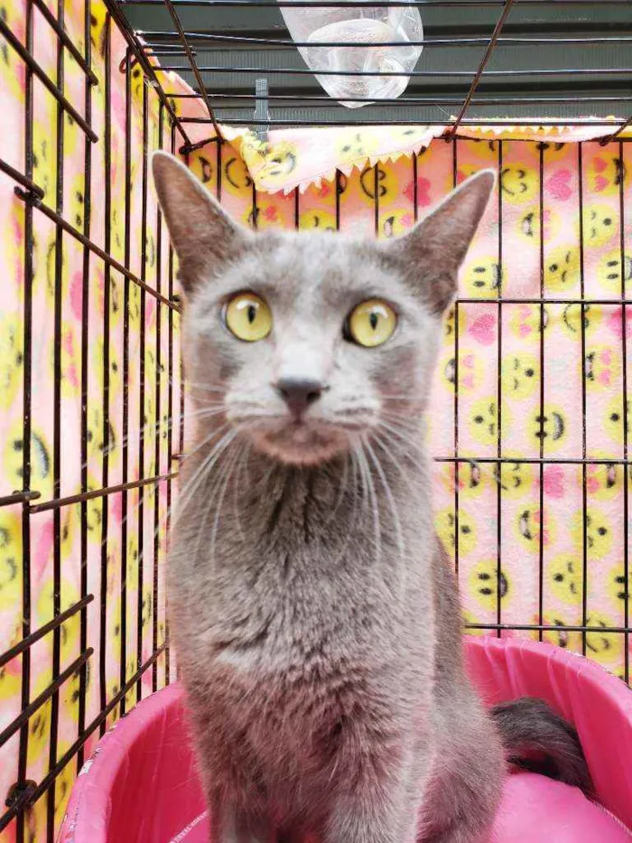 Gato raça Srd  idade 1 ano nome Sabrina