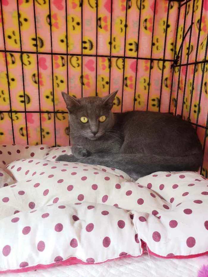 Gato raça Srd  idade 1 ano nome Martina