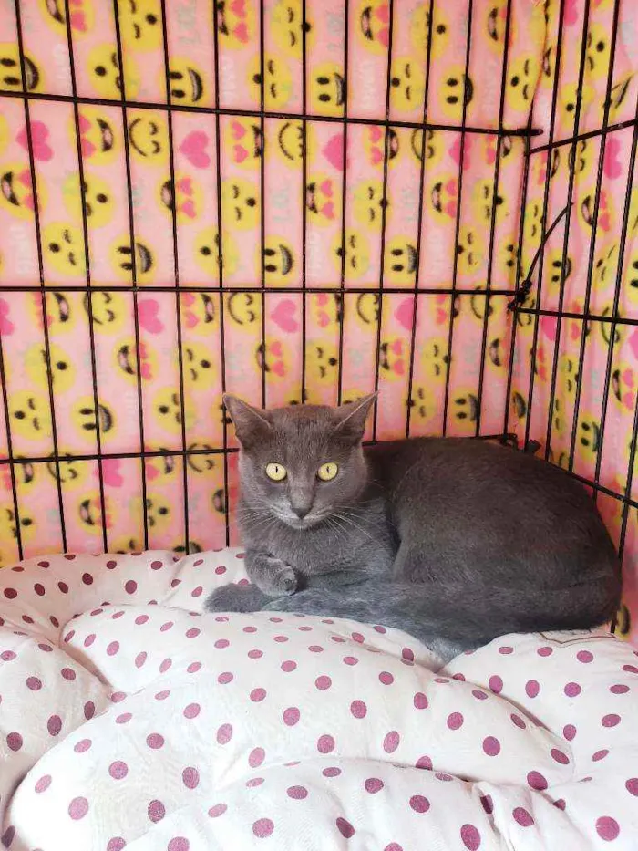 Gato raça Srd  idade 1 ano nome Martina