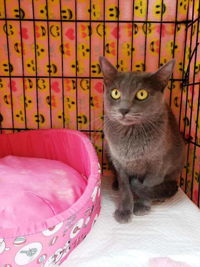 Gato raça Srd  idade 1 ano nome Martina