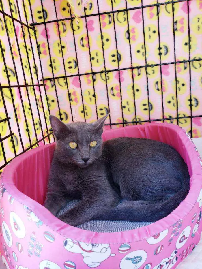 Gato raça Srd  idade 1 ano nome Martina