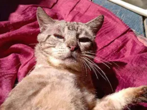 Gato raça Viralata idade 5 anos nome Gato