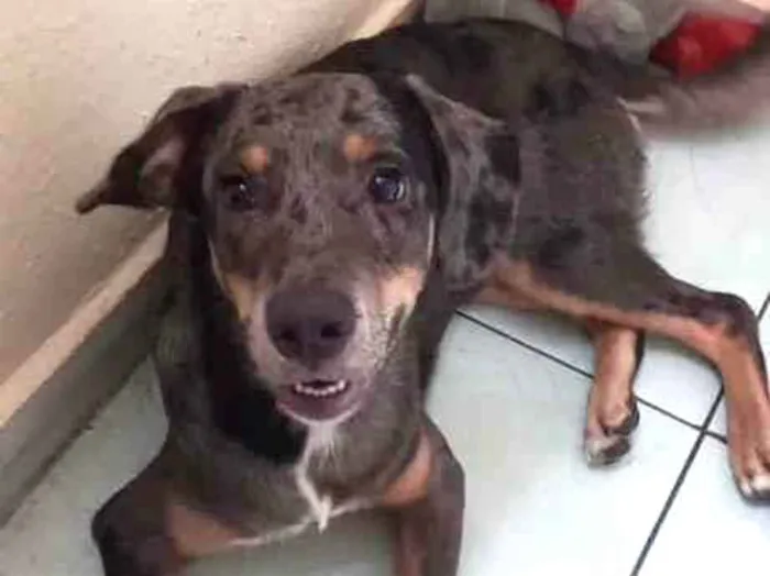 Cachorro ra a Mestiço idade 2 a 6 meses nome Marley