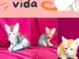 Sem nome