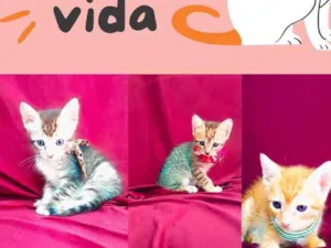 Gato raça Sem raça definida idade Abaixo de 2 meses nome Sem nome