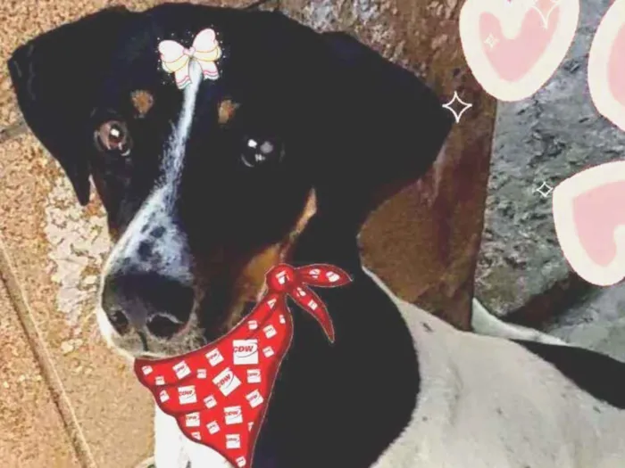 Cachorro ra a Srd idade 1 ano nome Paty