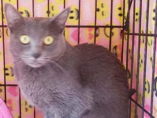 Gato raça Srd  idade 1 ano nome Sabrina