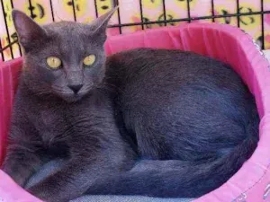 Gato raça Srd  idade 1 ano nome Martina