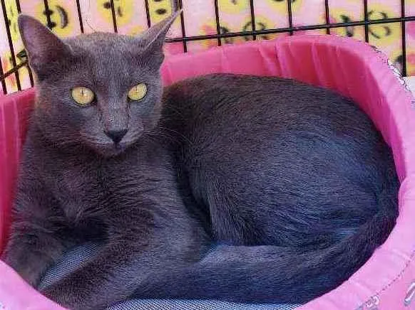 Gato raça Srd  idade 1 ano nome Martina