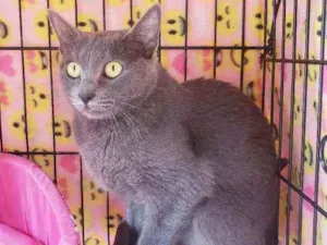 Gato raça Srd  idade 1 ano nome Sabrina