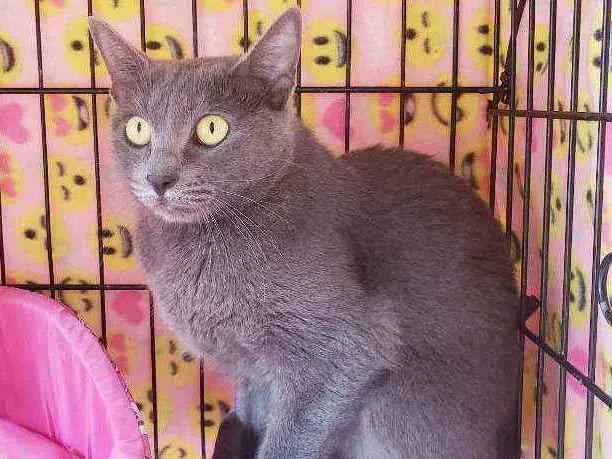 Gato raça Srd  idade 1 ano nome Sabrina