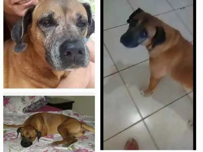 Cachorro ra a Mestiça idade 6 ou mais anos nome BABY -