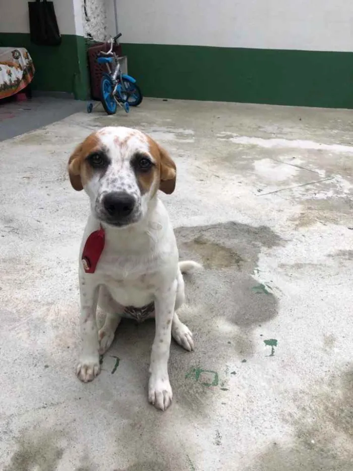Cachorro raça SRD  idade 2 a 6 meses nome Mario