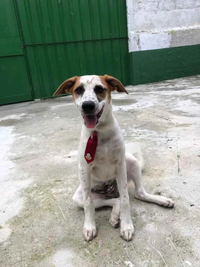 Cachorro raça SRD  idade 2 a 6 meses nome Mario