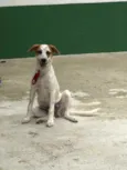 Cachorro raça SRD  idade 2 a 6 meses nome Mario