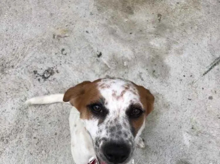 Cachorro raça SRD  idade 2 a 6 meses nome Mario