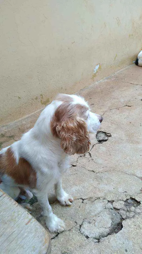 Cachorro ra a cocker idade 6 ou mais anos nome billy