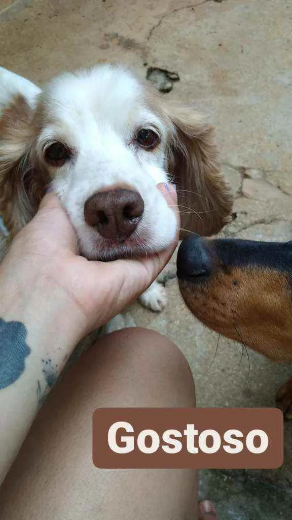 Cachorro ra a cocker idade 6 ou mais anos nome billy