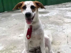 Cachorro raça SRD  idade 2 a 6 meses nome Mario