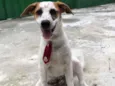 Cachorro raça SRD  idade 2 a 6 meses nome Mario