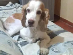 Cachorro raça cocker idade 6 ou mais anos nome billy