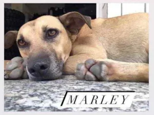 Cachorro raça SRD idade 1 ano nome Marley 