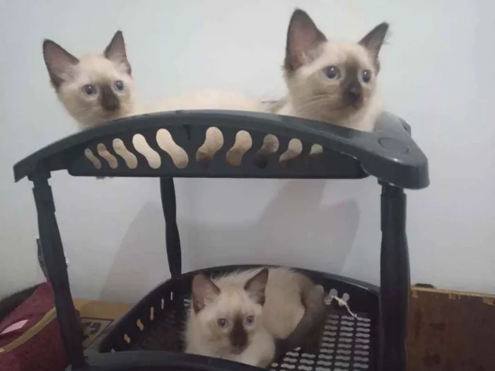 Gato ra a Siamês idade  nome Huguinho