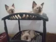 Huguinho
