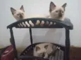 Huguinho