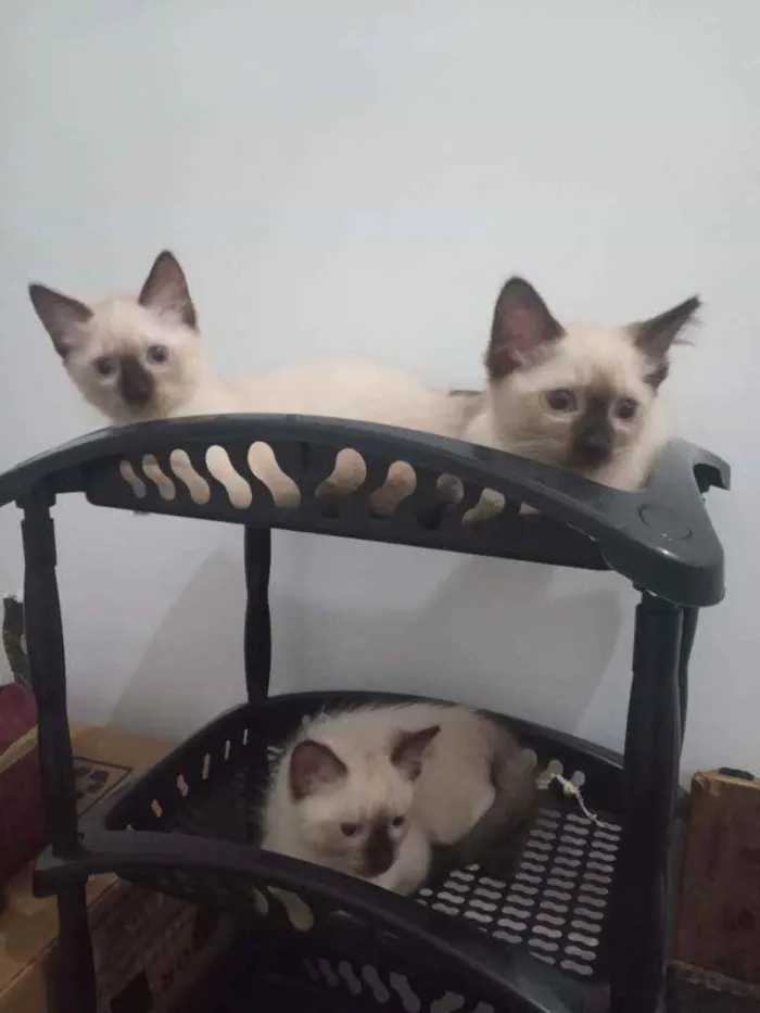 Gato ra a Siamês idade  nome Huguinho