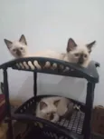 Huguinho