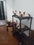 Huguinho