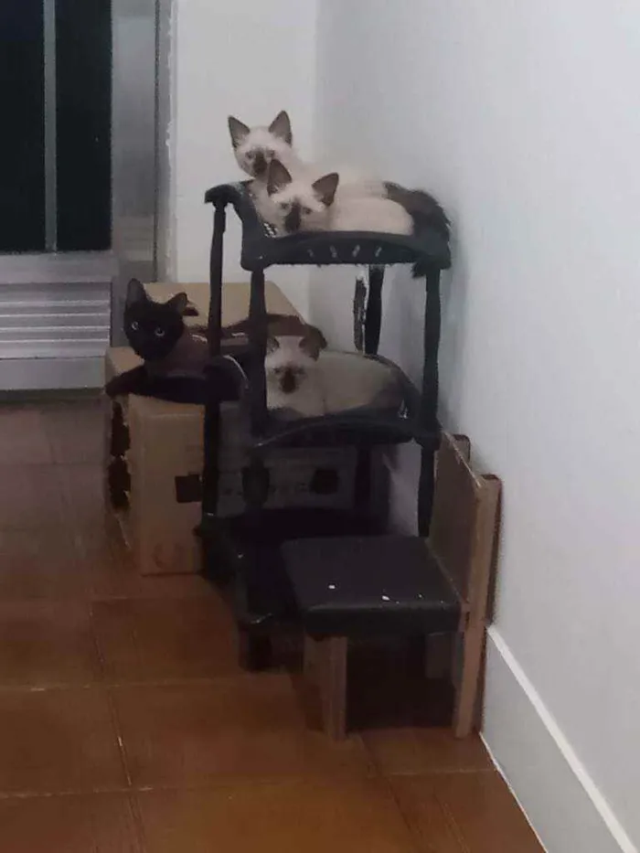 Gato ra a Siamês idade  nome Huguinho