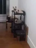 Huguinho