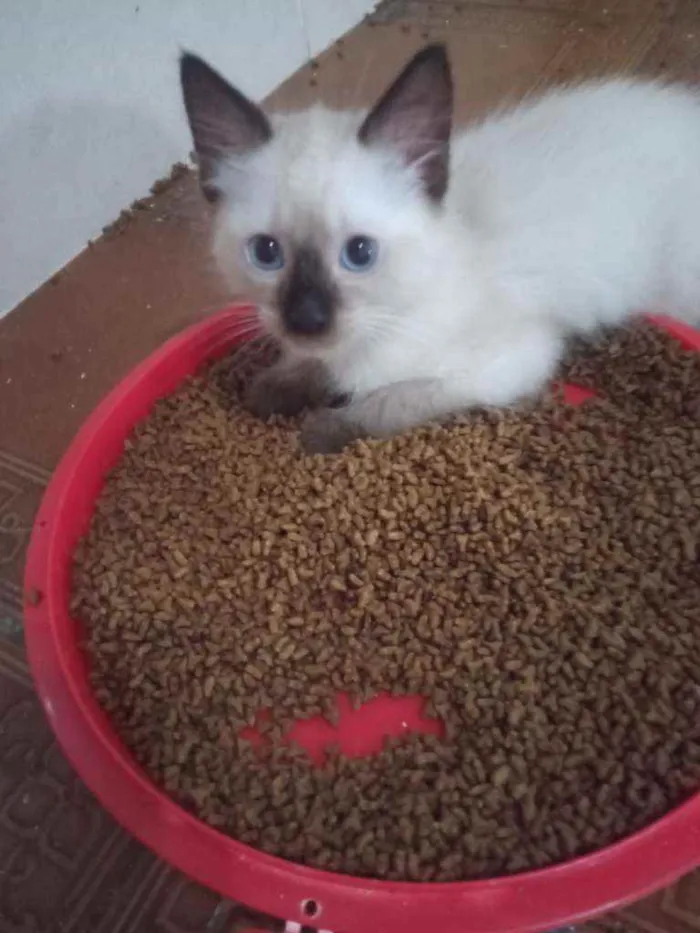 Gato ra a Siamês idade  nome Huguinho