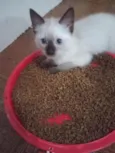 Huguinho