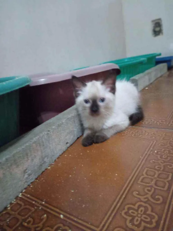Gato ra a Siamês idade  nome Huguinho