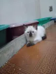 Huguinho