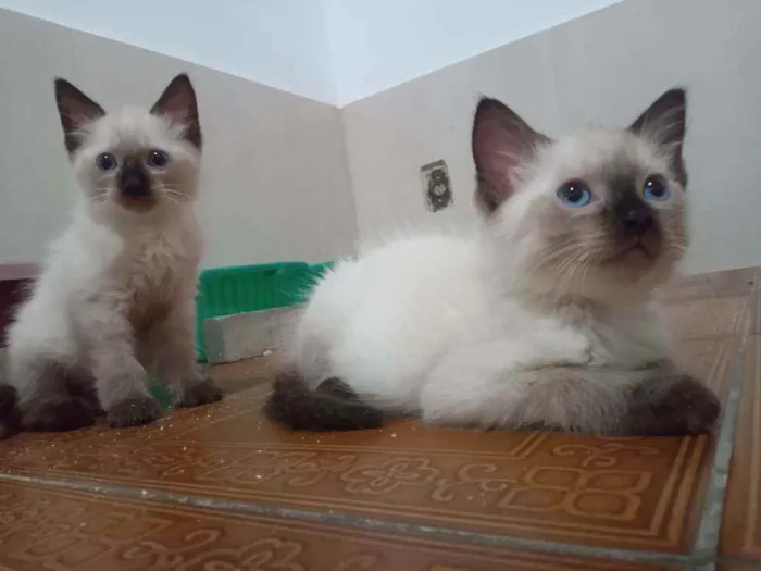 Gato ra a Siamês idade  nome Huguinho