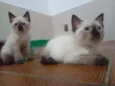Huguinho