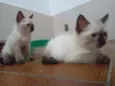 Huguinho